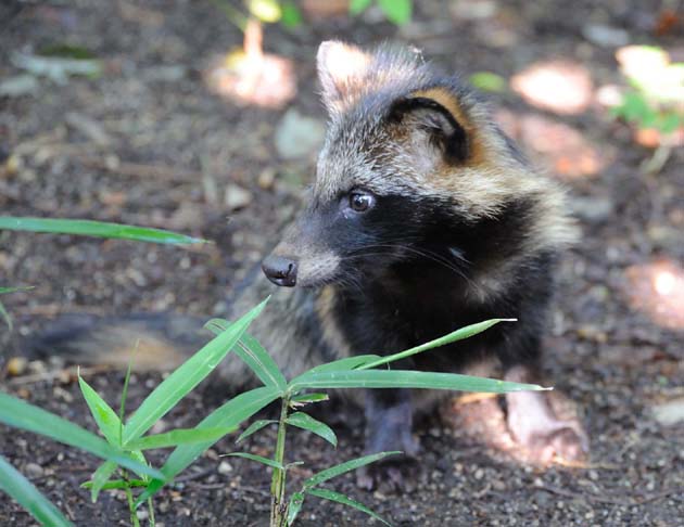 タヌキの子どもの写真