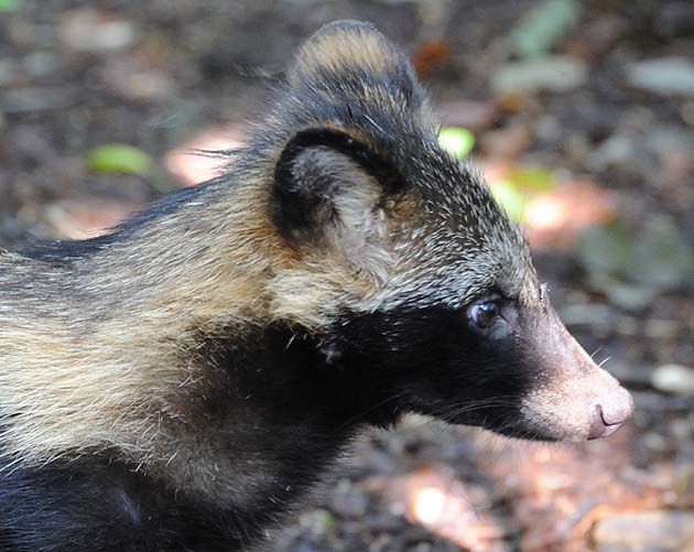 タヌキの子どもの写真
