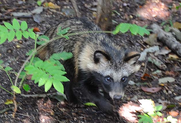 タヌキの子どもの写真