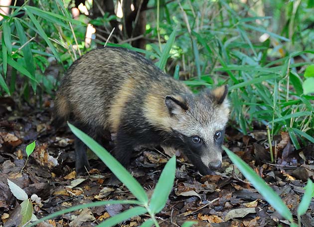 タヌキの子どもの写真