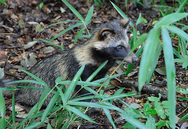 タヌキの子どもの写真