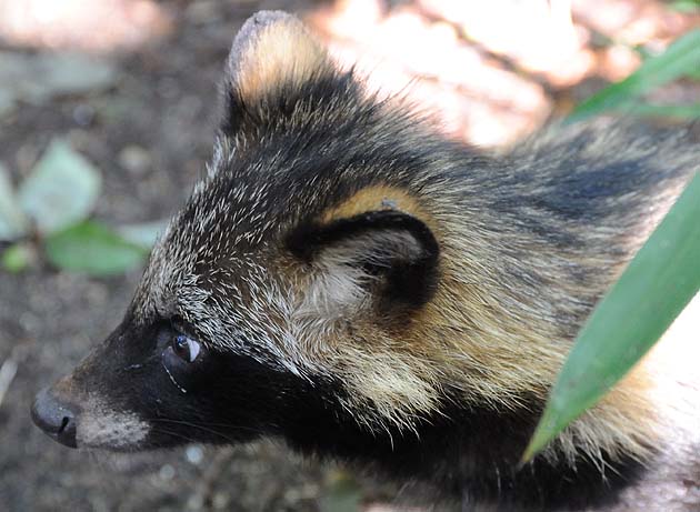 タヌキの子どもの写真