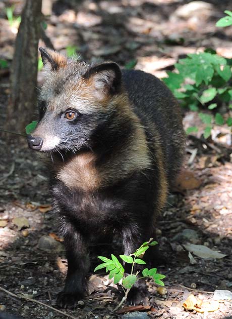 兵庫県川西市の子どものタヌキ