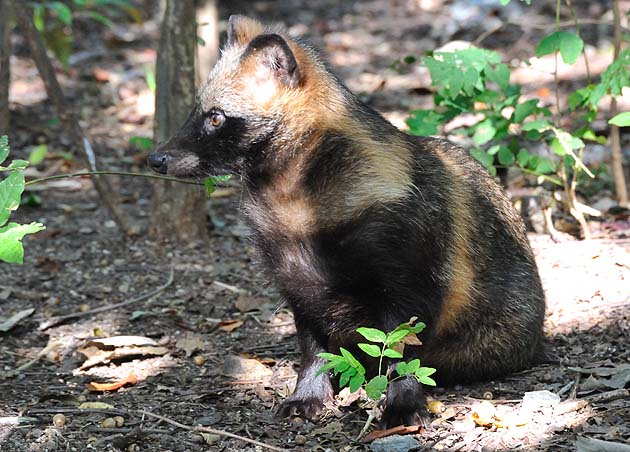 兵庫県川西市の子どものタヌキ