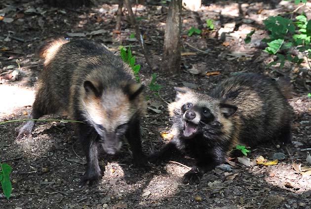 けんかをするタヌキの子ども