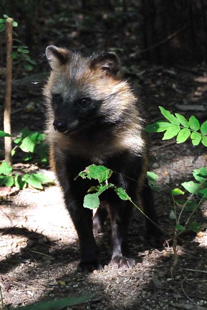 兵庫県川西市の子どものタヌキ