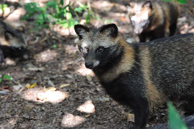 3びきの子どものタヌキ