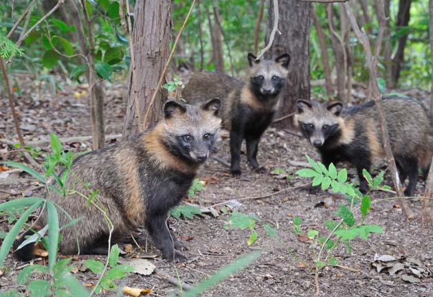 3びきのかわいい子どものタヌキ