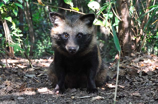 かわいい子どものタヌキ