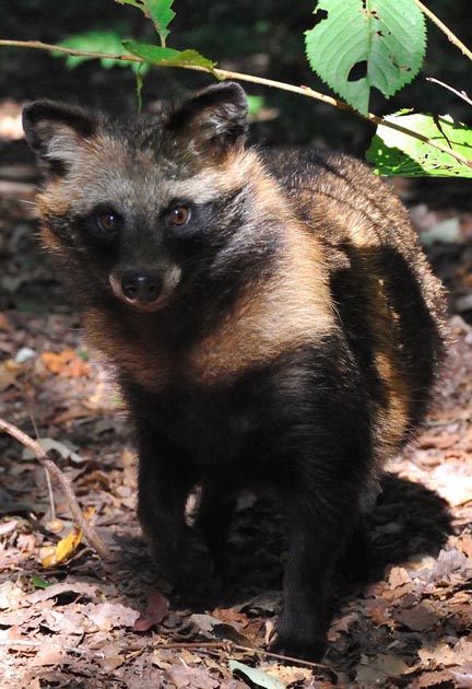 タヌキの子ども