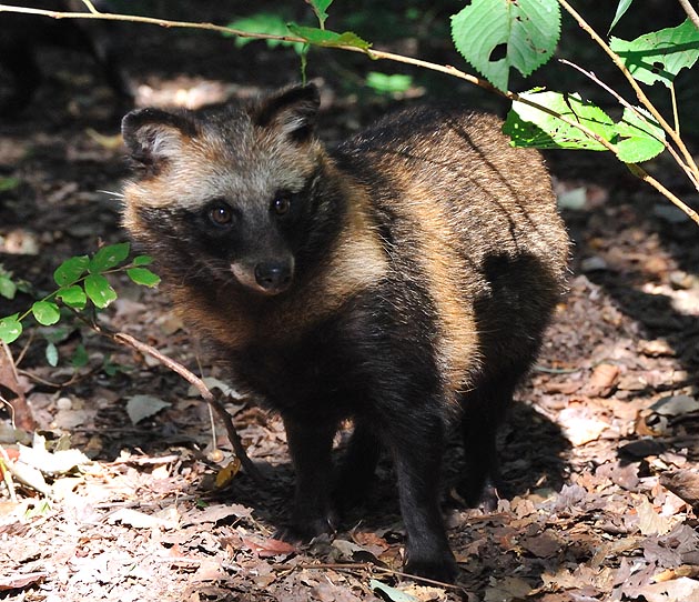 タヌキの子ども