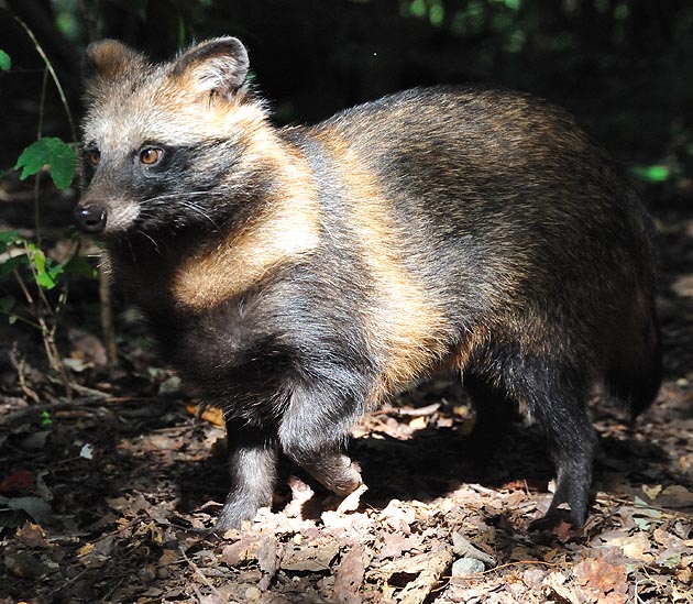 タヌキの子ども