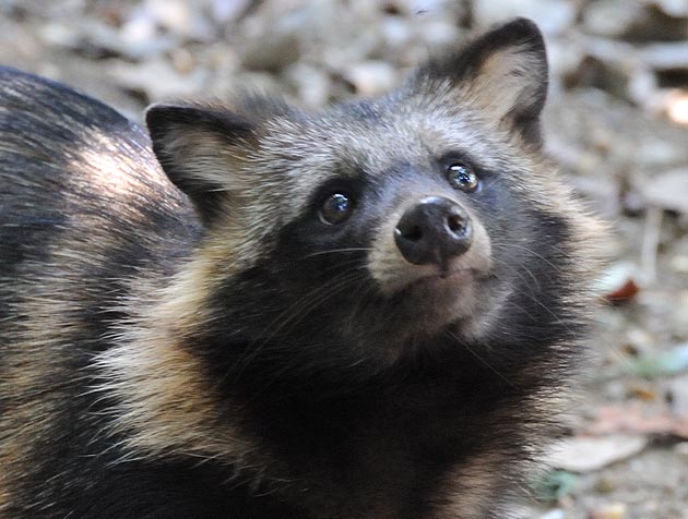 見上げるタヌキの子ども