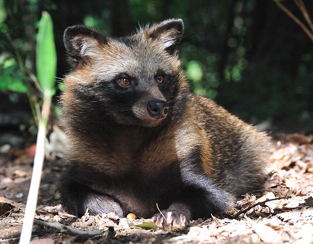 タヌキの子ども