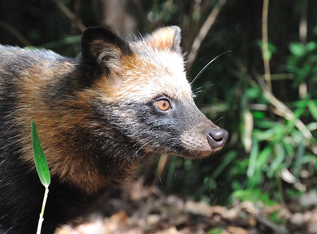 タヌキの子ども