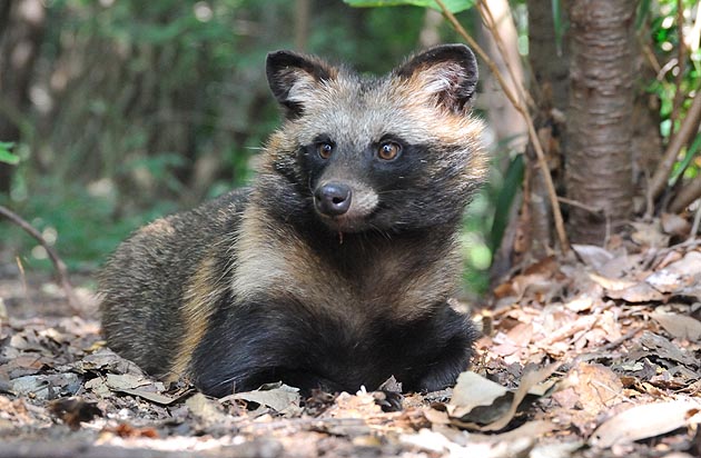 タヌキの子ども