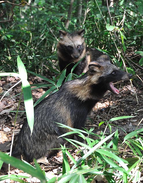 あくびをするタヌキの子ども