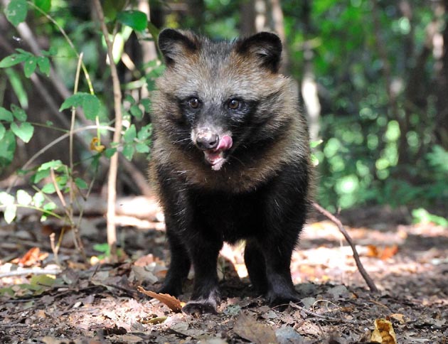 タヌキの子供の写真