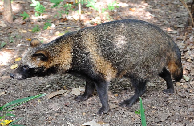 タヌキの子供の写真