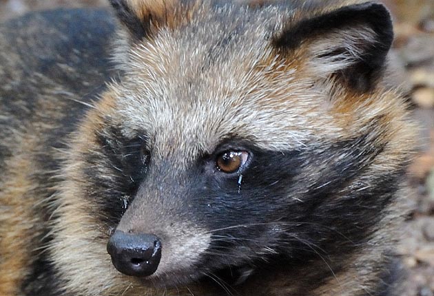 カに刺されるタヌキの子供