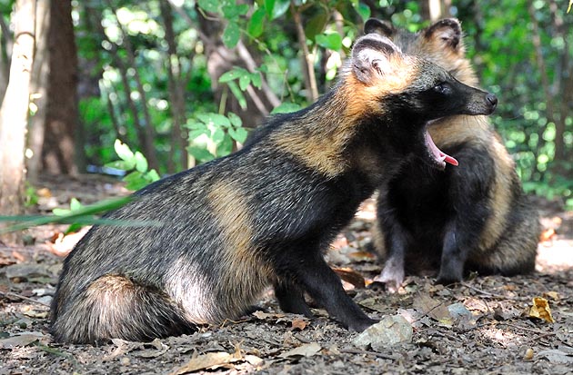 大きなあくびをするタヌキの子供
