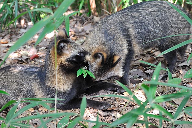 グルーミングをする？タヌキ