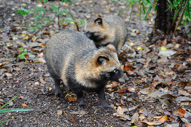 雨の日のタヌキ達