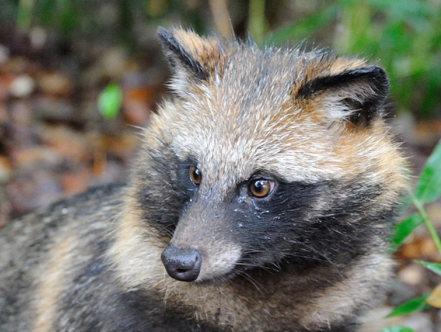 成獣らしくなってきたタヌキの顔立ち