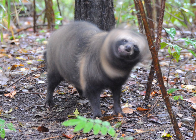 雨の日のタヌキもイヌと同じです
