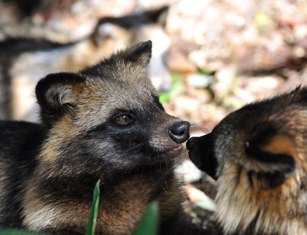 タヌキの子供のキス…？