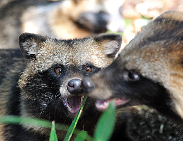 いきなり何をするの…!!!とタヌキが言ったか…？