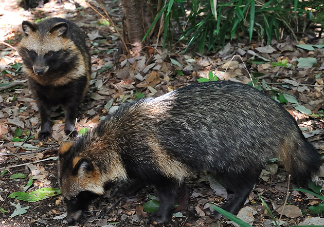 兵庫県川西市のタヌキの子供
