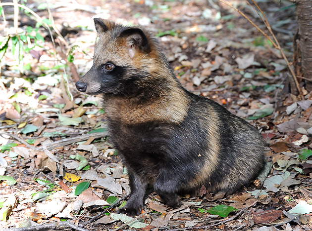 お座りをしたタヌキ