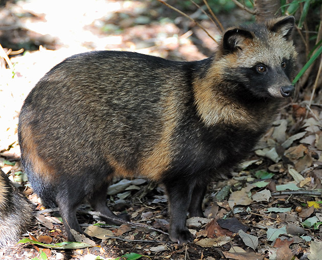 この時期のタヌキの子供の体型