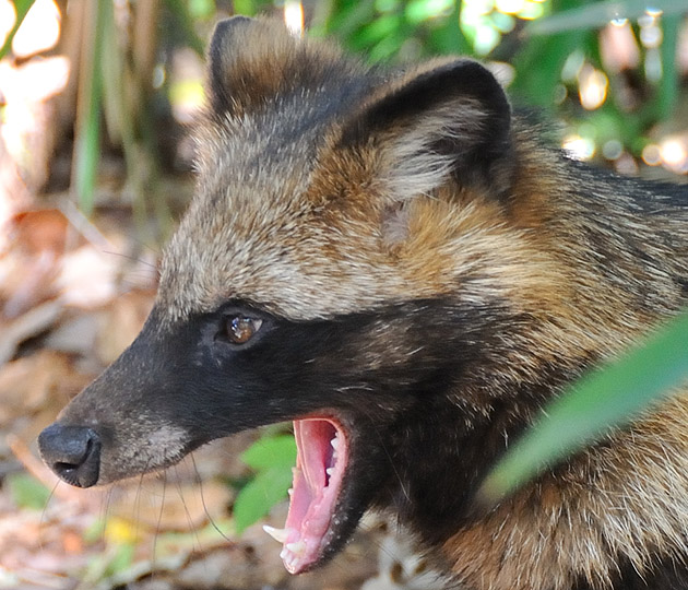 タヌキの大きなあくび(犬歯)