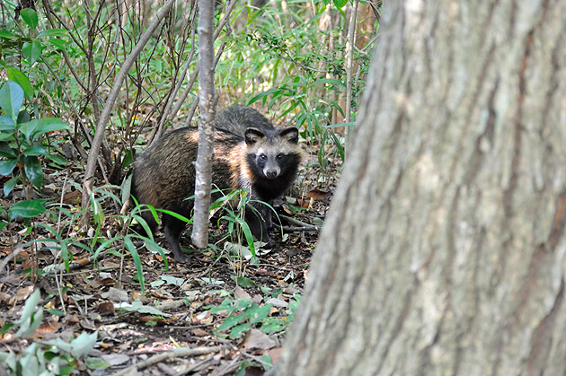 タヌキ…ちょっと離れて。