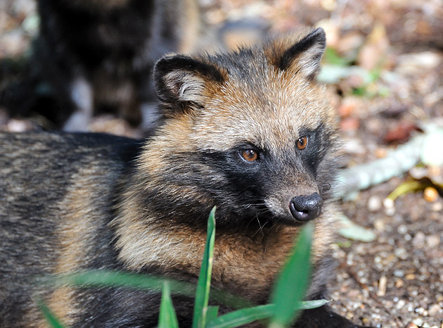 きりっとした顔立ちのタヌキの子供