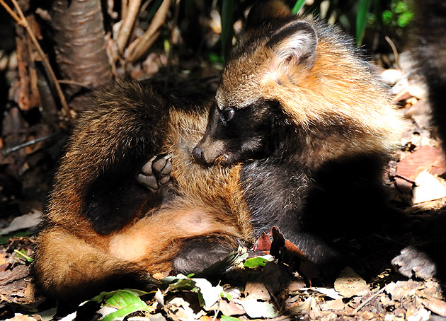 タヌキの腹部の写真