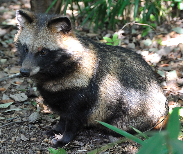 顔に傷があるタヌキの子供