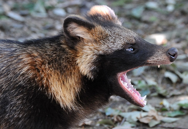 タヌキの子供の大あくび