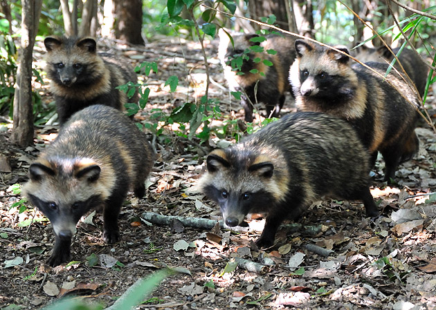 タヌキの子供がいっぱい
