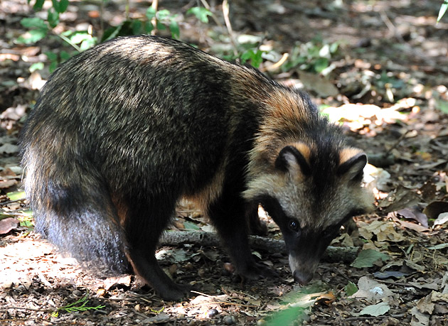 しっぽが豊かなタヌキ