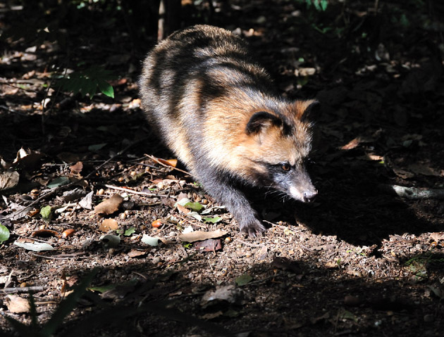 タヌキの子供、「獲物はないかな。」