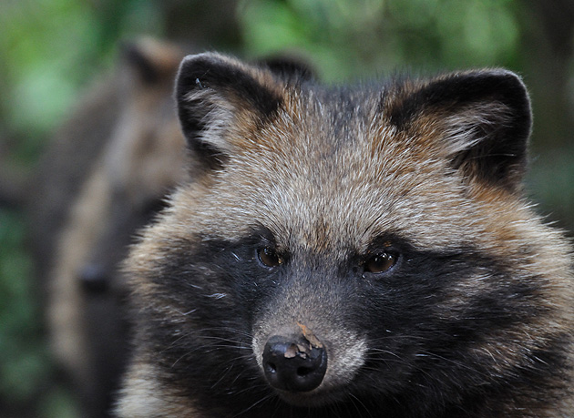 タヌキの顔