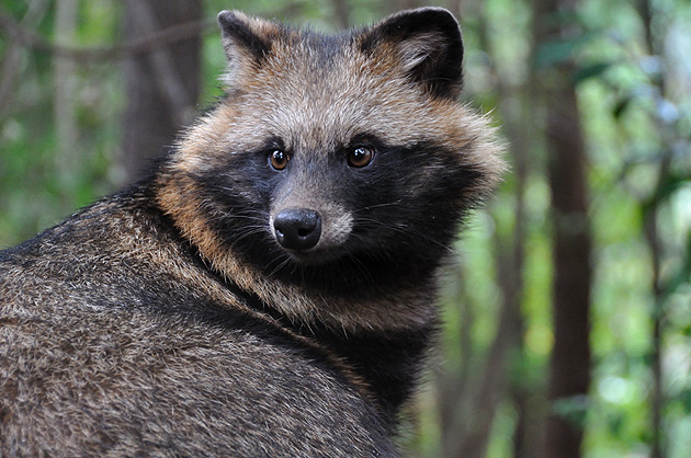タヌキの顔