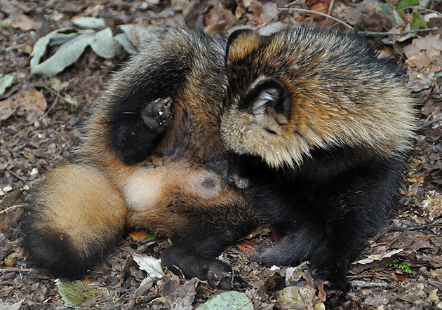 タヌキのいつものポーズ