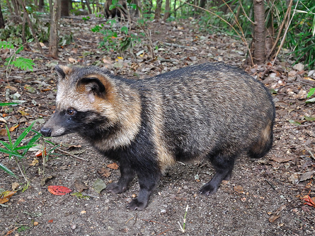 この時期の代表的なタヌキの体型