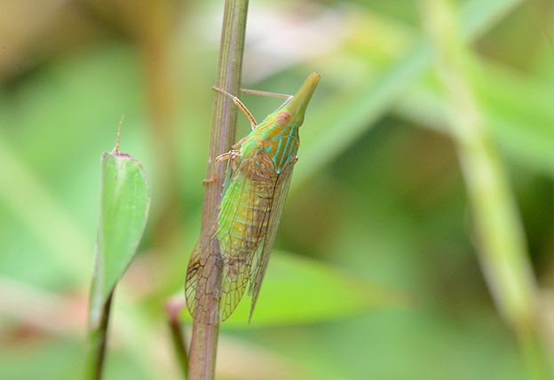 テングスケバの写真