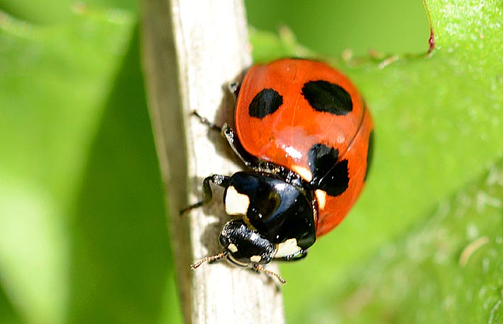 ナナホシテントウ