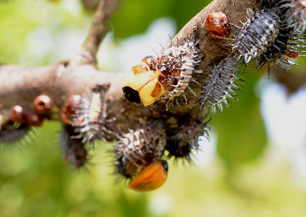 羽化をするアカホシテントウ